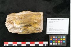 Foto (Objekt + Etikett) von Quercus sp.  (NHMW-GEO-2024-0188-11584)